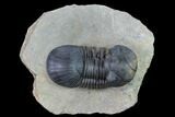 Detailed Paralejurus Trilobite - Morocco #171494-2